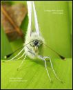 Cabbage-White-Butterfly-_Pieris-rapae_-C-wba-19-5-12.jpg