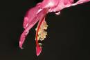 Cacti_Flower1.jpg