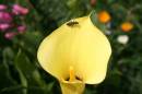Calla_Lily_1.JPG