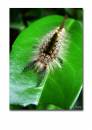 Caterpillar.jpg