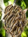 Caterpillars-2.jpg