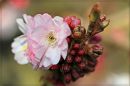 Cherry_Blossom12.jpg