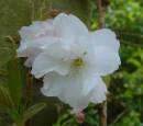 Chery_Blossom.jpg