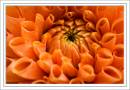 Chrysanthemum-9634.jpg