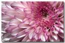 Chrysanthemum.jpg