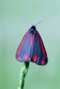 Cinnabar-Moth-2.jpg