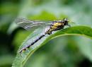 Cliub_Tailed_Dragonfly_20_crop.jpg