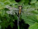 Club_Tailed_Dragonfly_16_crop.jpg