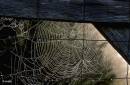 Cobweb_on_fence.jpg