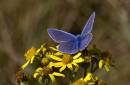 Common-Blue.jpg