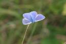 /gallery/data/514/thumbs/Common-Blue_4771.jpg