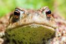 Common-Toad-close.jpg