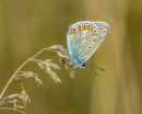 Common_Blue-1.JPG