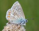 Common_Blue_10_6_2010.jpg