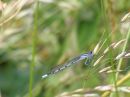 Common_Blue_Damselfly.jpg