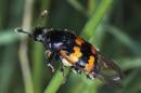 Common_Burying_Beetle.jpg
