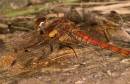 Common_Darter_1.jpg