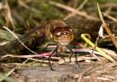 Common_Darter_11.jpg