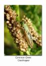 Common_Green_Grasshopper.jpg
