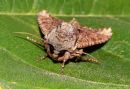 Common_Rustic_Moth.jpg