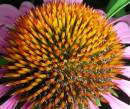 Coneflower_Closeup.jpg