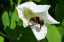 Convolvus_Bee_009_edited-copy.jpg