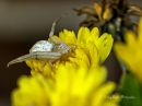 Crab_Spider_and_baby_DSC_1387-Edit_copy.jpg