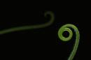 Curl_web.jpg