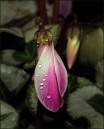 Cyclamen11.jpg