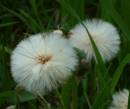 DANDELION_CLOCK.jpg