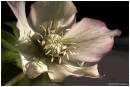 DAPPLED_HELLEBORE_.jpg