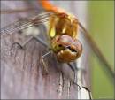 DRAGONFLY_ULTRA.jpg