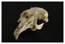 DSC0409_Skull_Frame.jpg