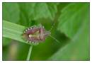 DSC0500_Forest_Bug_-_Pentatoma_rufipes_-Frame.jpg
