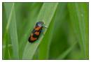 DSC0506_Froghopper_-_Cercopis_vulnerata_-_Frame.jpg