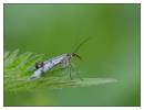 DSC0529_Scorpion_Fly_-_Panorpa_communis_-_crop_-_Frame.jpg