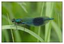 DSC0575_Banded_Agrion_Damselfly_Frame.jpg