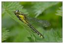 DSC0623_Club_Tailed_Dragonfly_Frame.jpg