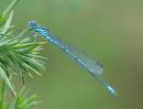 DSC0713_Azure_Damselfly.jpg