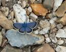 DSC0725_Silver_Studded_Blue_Butterfly_full.jpg