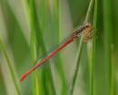 DSC0734_Small_Red_Damselfly.jpg