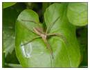 DSC0735_Nursery_Web_Spider_Frame.jpg