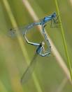 DSC0787_Common_Blue_Damselflies.jpg