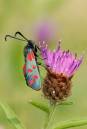 DSC0804_Cinnabar_Moth_on_Knap_Weed.jpg