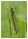 DSC0843_Female_Banded_Demoiselle_Frame.jpg