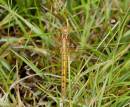 DSC0868_Female_Keeled_Skimmer.jpg