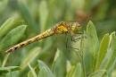 DSC0871_Female_Common_Darter.jpg