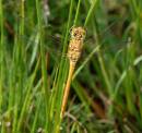 DSC0873_Female_Common_Darter.jpg