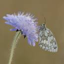 DSC0939_Marbled_White_Butterfly_on_Scabious.jpg