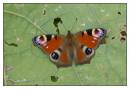 DSC1130_Peacock_Butterfly.jpg